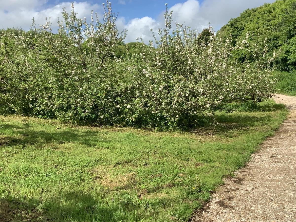 Polgoon Vineyard Annex Penzance Leilighet Eksteriør bilde